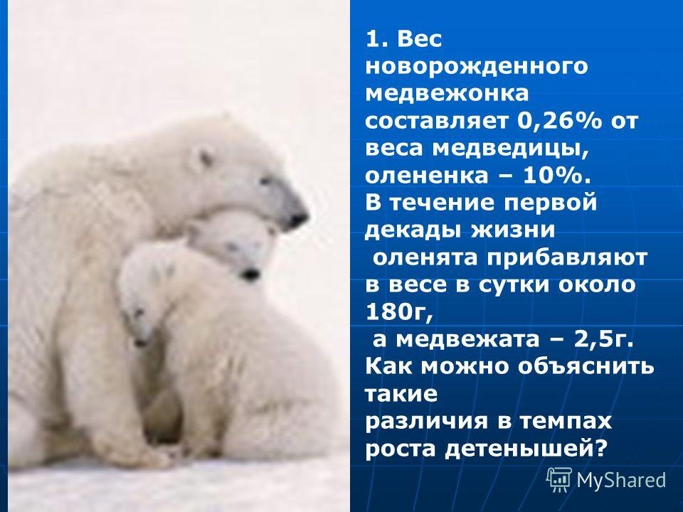 Сколько весит детеныш. Новорожденный белый медведь. Какого размера рождаются белые медведи. Новорожденный Медвежонок белого медведя. Вес новорожденного белого медведя.