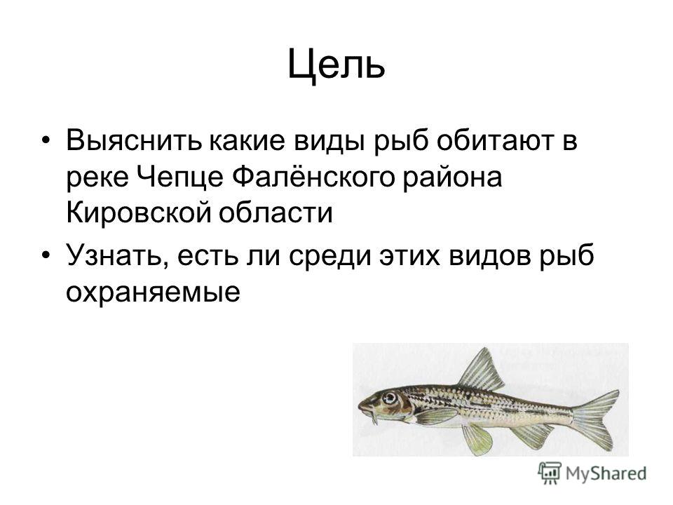Иртыш рыба какая. Рыбы Кировской области презентация. Какие рыбы водятся в реке Чепца. Рыба целей. Рыба цели и задачи.