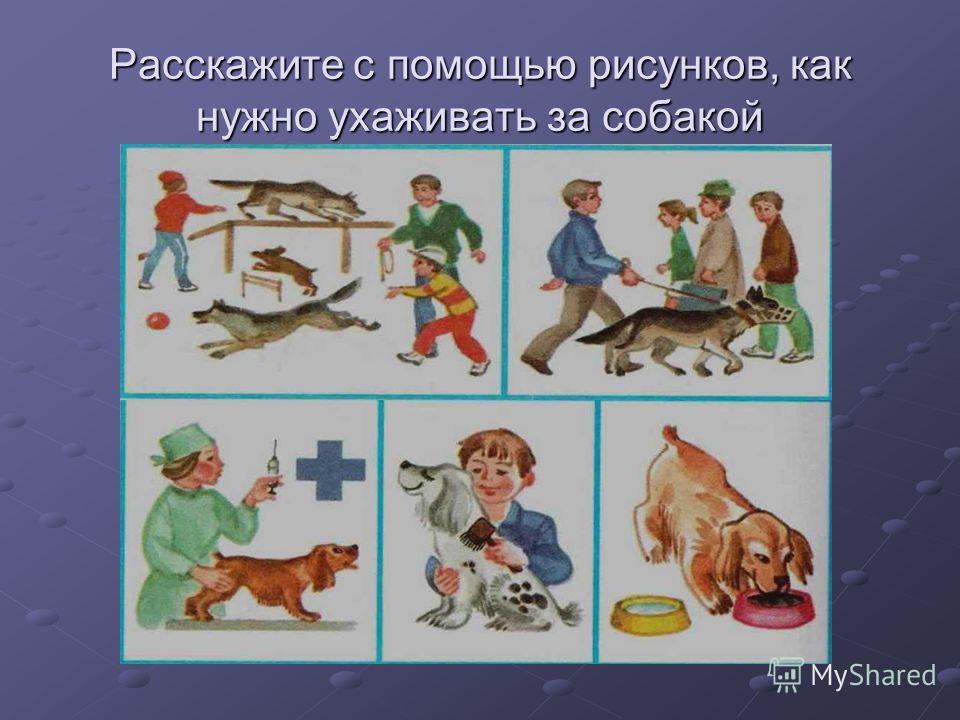 Как за ними. Правила ухода за собакой. Как ухаживать за собакой. Уход за домашними животными для детей. Уход за собакой для детей.