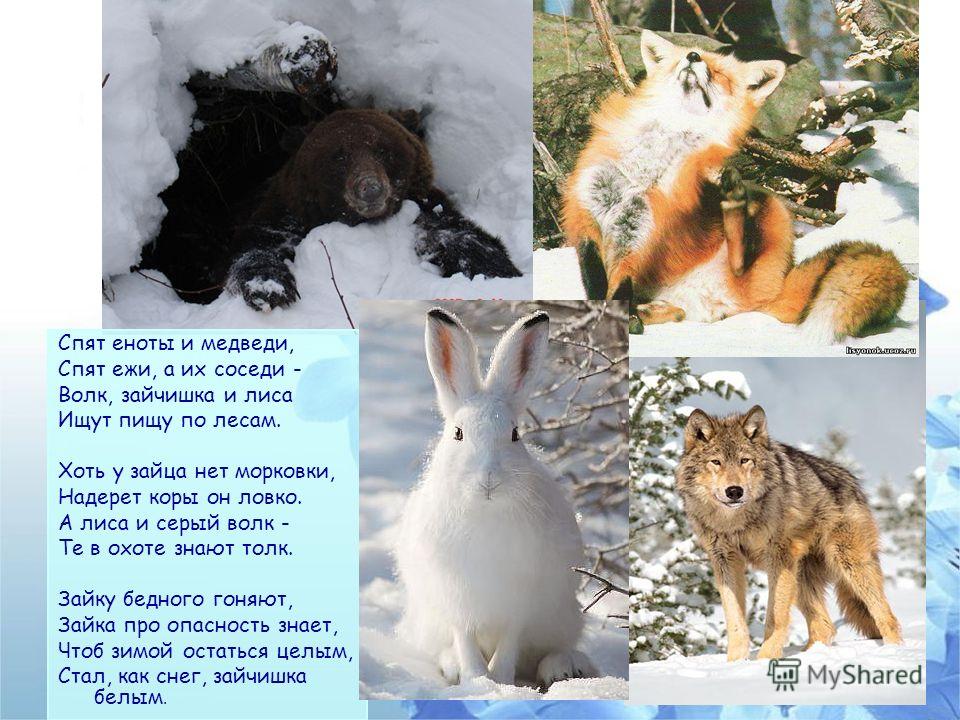 Заяц волк лиса это. Животные зимой. Животные в зимнем лесу. Белка заяц лиса волк. Животные готовятся к зиме.