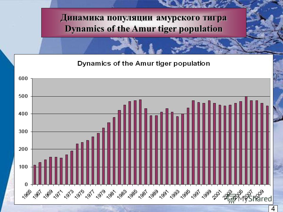 Амурские тигры расписание. Диаграмма популяции амурских тигров. Динамика численности Амурского тигра. График популяции Амурского тигра. Статистика популяции амурских тигров.