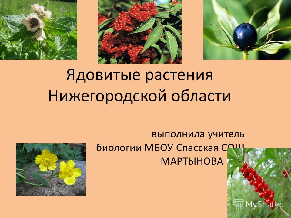 Насколько ядовит. Ядовитые растения. Дикие ядовитые растения. Ядовитые растения Нижегородской области. Ядовитые кустарники.