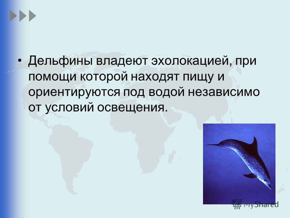 Какие животные с помощью эхолокации. Дельфины эхолокация. Эхолокация китов.