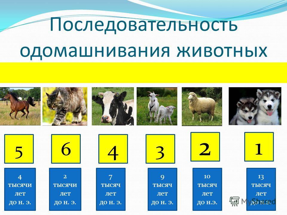 Происхождение одомашнивания животных. Одомашнивание животных. Одомашнивание животных схема. Периоды одомашнивания животных. Периоды одомашнивания жив.