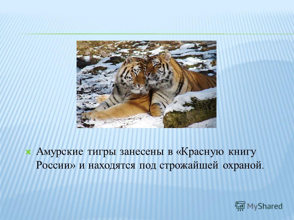 Тигр занесен в красную книгу. Амурский тигр занесен в красную книгу. Амурский тигр занесен в красную. Про Амурского тигра из красной книги России.