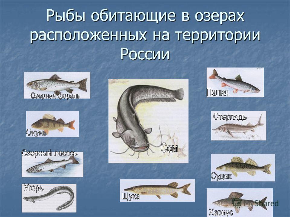 Рыбы обитающие в Озерах России. Какие рыбы водятся на озере оз.