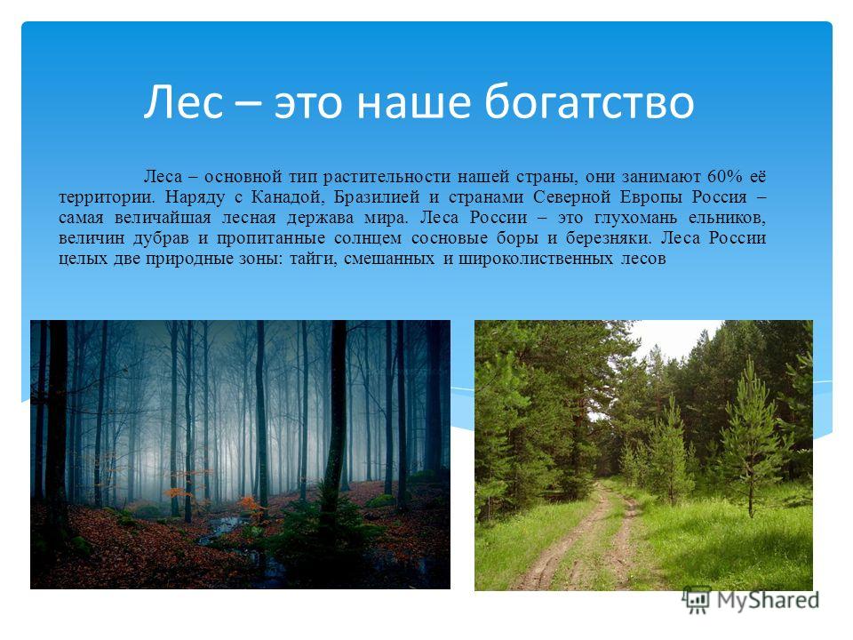 Рассказ жизнь леса. Рассказ о лесе. Лес для презентации. Презентация на тему лес. Лес проект.