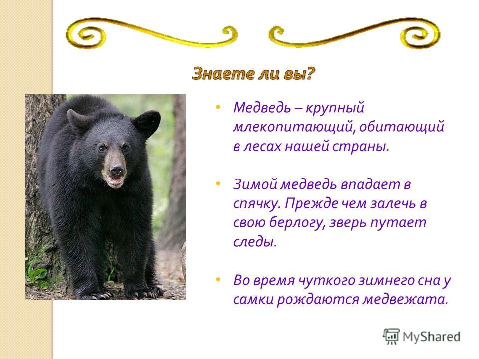 Почему медведь любит