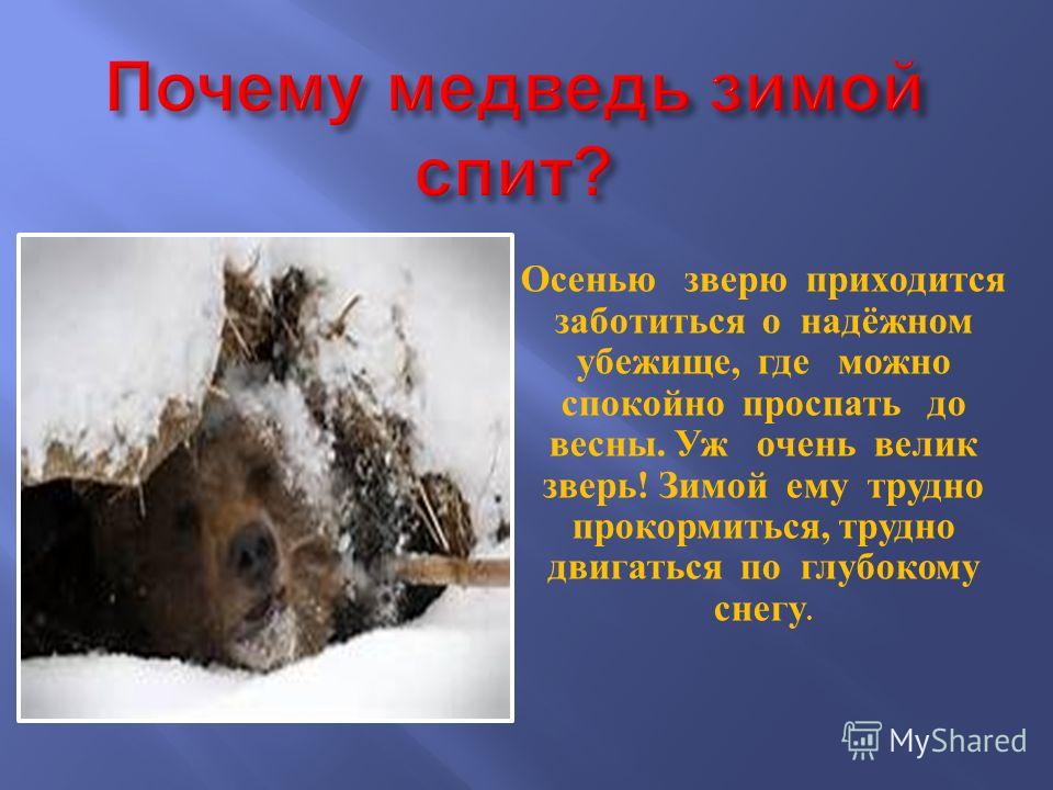 Почему медведь любит. Почему медведи впадают в спячку. Мишка в спячке. Что делает медведь на зиму.