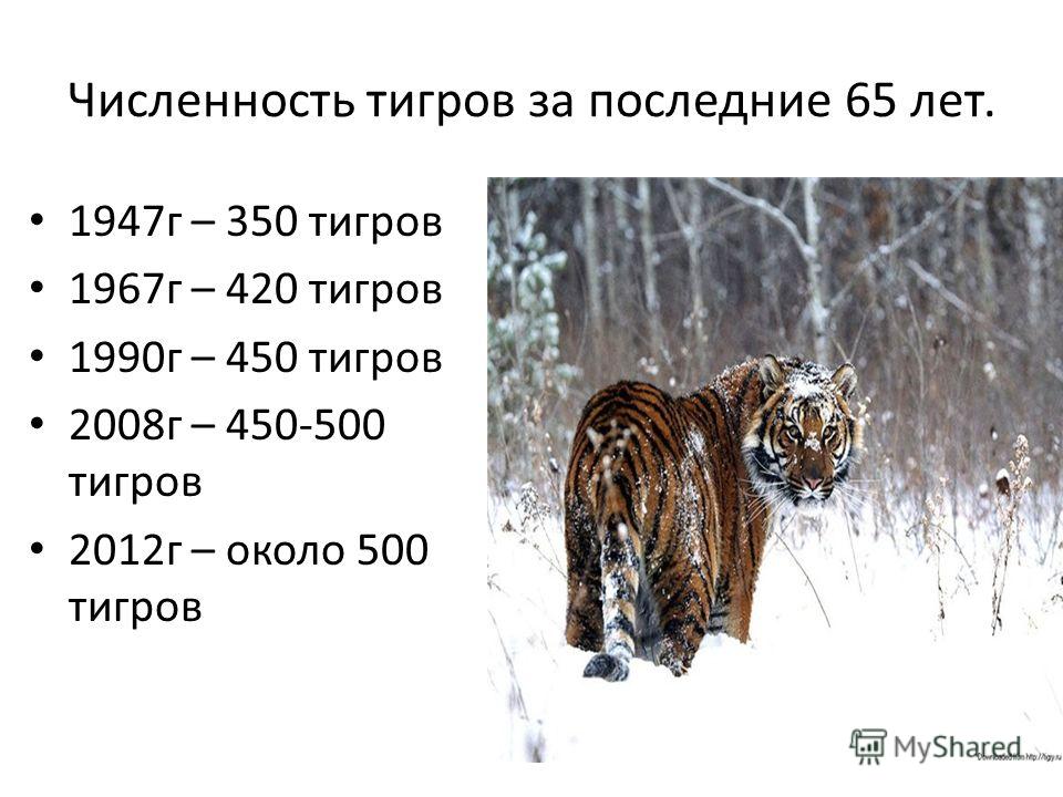 Вес амурского тигра. Амурский тигр численность 2000 год. Численность Амурского тигра. Численность амурских тигров по годам. Численность амурских тигров.