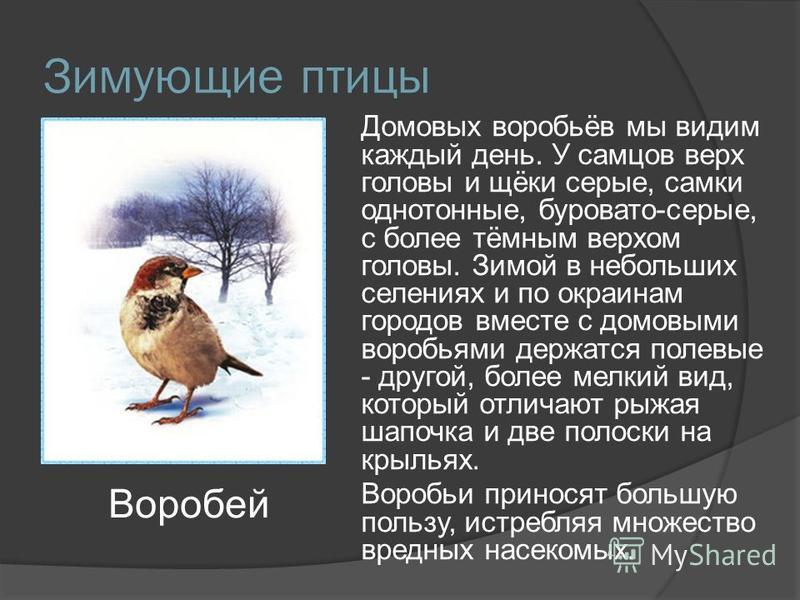 Текст описание воробья. Зимовка птиц. Описание воробья. Зимующие воробьи.
