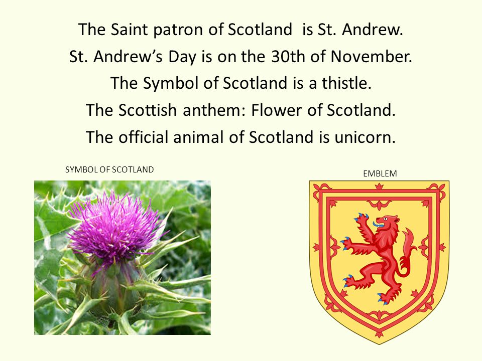 Символ шотландии на английском. Герб Шотландии чертополох. St Andrew is the patron Saint of Scotland.. Эмблема Шотландии на английском. Чертополох на гербе Великобритании.