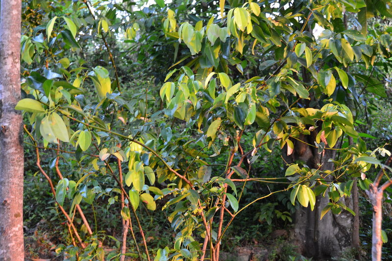 Растения шри ланки. Саподилла Шри-Ланка. Дуриан Шри Ланка. Мангустин фрукт Шри-Ланке. Дерево корица Шри Ланки.