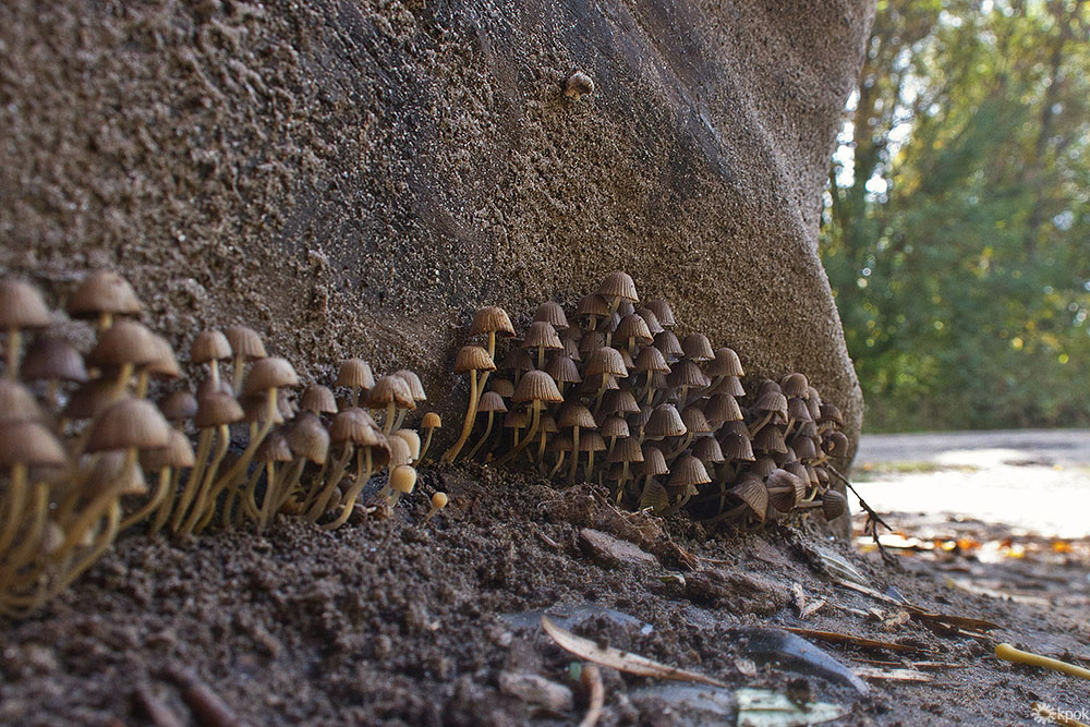 Грибные набеги. Mycelium грибы. Ризоморфный мицелий. Тафриновые грибы мицелий. Грибница млекопитающие.