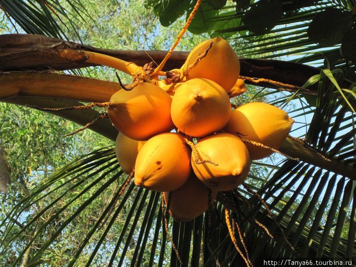 Пальмы шри ланки. Тропические фрукты Шри Ланки. Фруктовые деревья Шри Ланка.