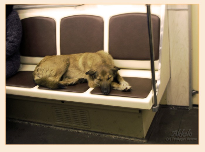 Можно в электричку с собакой. Электричка собака. Собака в поезде. Поезд в метро с животными. Заяц в поезде.