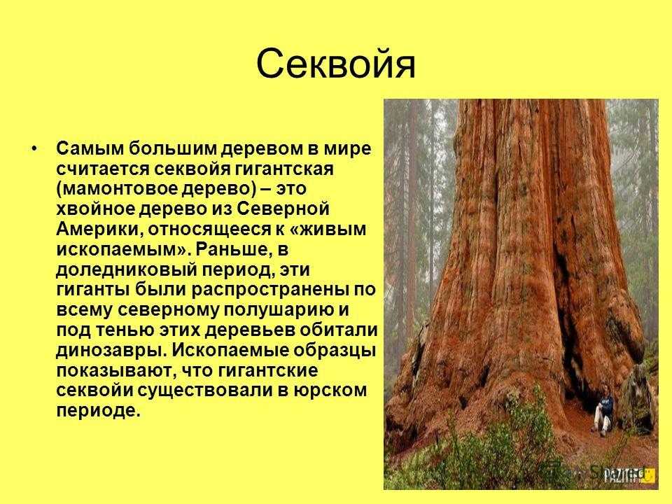 Где растет секвойя на каком материке. Дерево Секвойя дерево Секвойя. Секвойя дерево описание. Секвойя дерево семена. Гигантская Секвойя дерево.