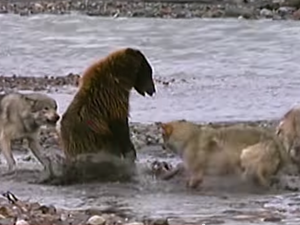 Видео медведи против. Медведь Гризли против Волков. Медведи Гризли против волки.
