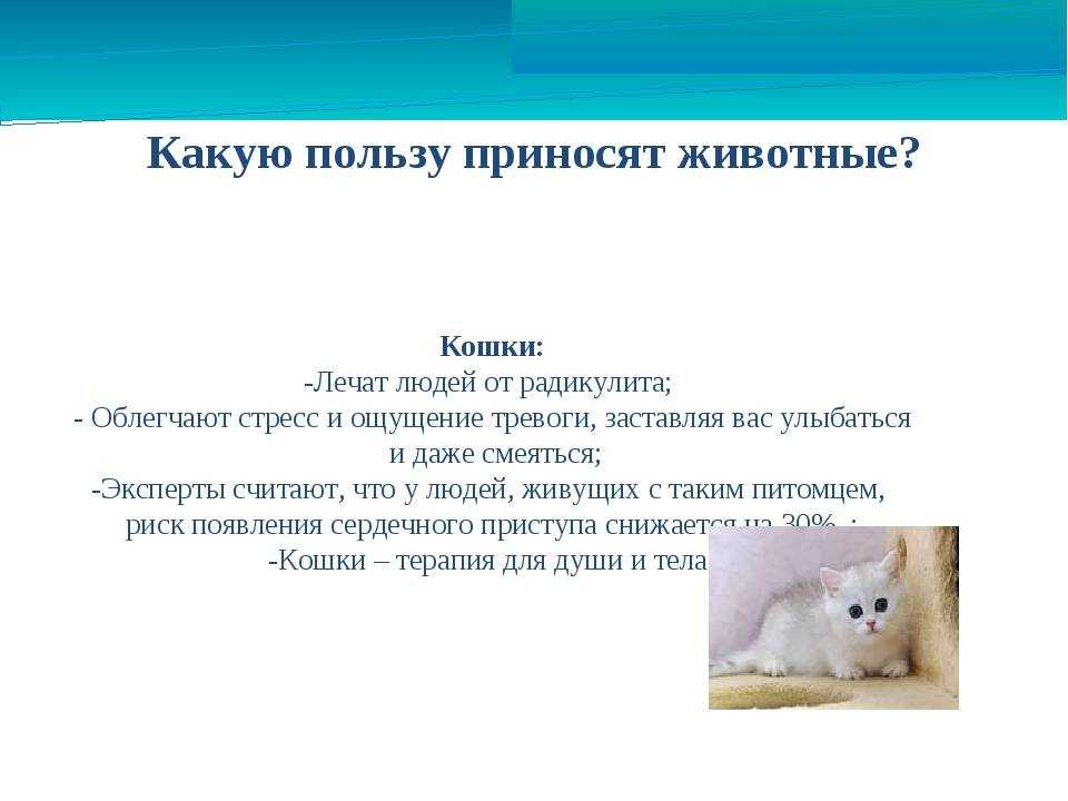 Польза кошек. Какую пользу приносят кокки. Польза кошек для человека. Какую пользу приносят кошки человеку. Какую пользу приносят животные людям.