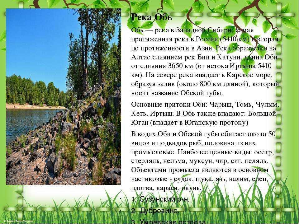 На реке краткое содержание. Растения реки Оби. Разнообразие природы Новосибирской области. Растения и животные реки Оби. Растительность реки Обь.