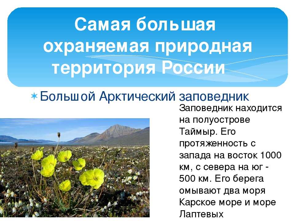 Остров врангеля природная зона. Заповедник большой Арктический заповедник. Большой Арктический заповедник презентация. Самый крупный заповедник России большой Арктический. Растения на территории большого арктического заповедника.