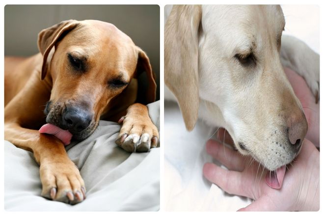 Слюноотделение у собаки причины. Собачья слюна антисептик. Чистая ли собачья слюна. Аллергия на слюну какую собаку завести. Полезные свойства слюны собаки.