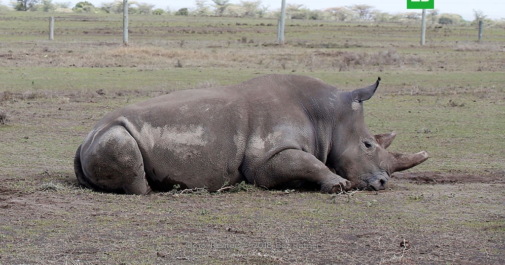 Северные носороги сколько осталось. Северный белый носорог Судан. Последний самец Северного белого носорога. Носорог самец.