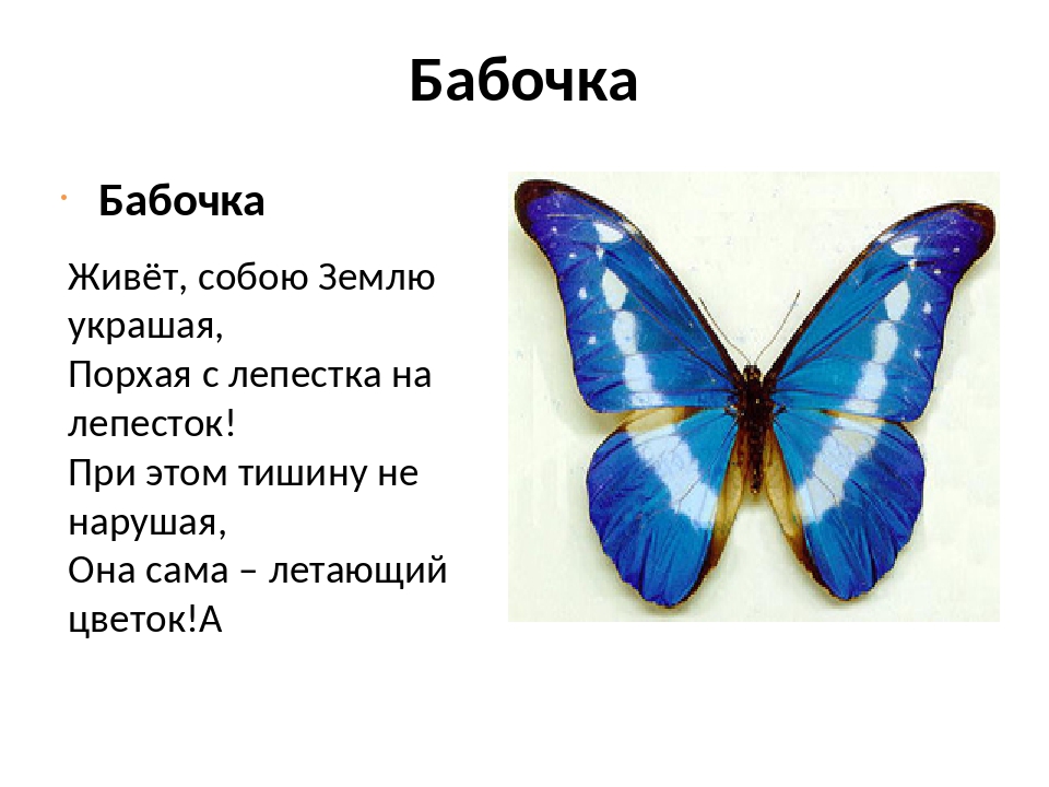 Какая бабочка песня. Загадка про бабочку. Стишки про бабочку. Загадка про бабочку для дошкольников. Стихотворение про бабочку для детей.