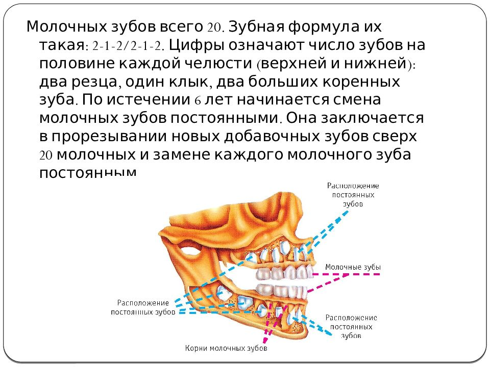 Смена молочных. Молочные зубы особенности строения. Анатомия молочных и постоянных зубов у детей.