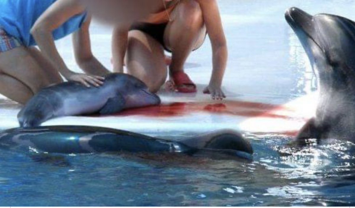 Дельфины с удовольствием разучивают и выполняют разные. Дельфины испытывают удовольствие. Дельфины спасают.