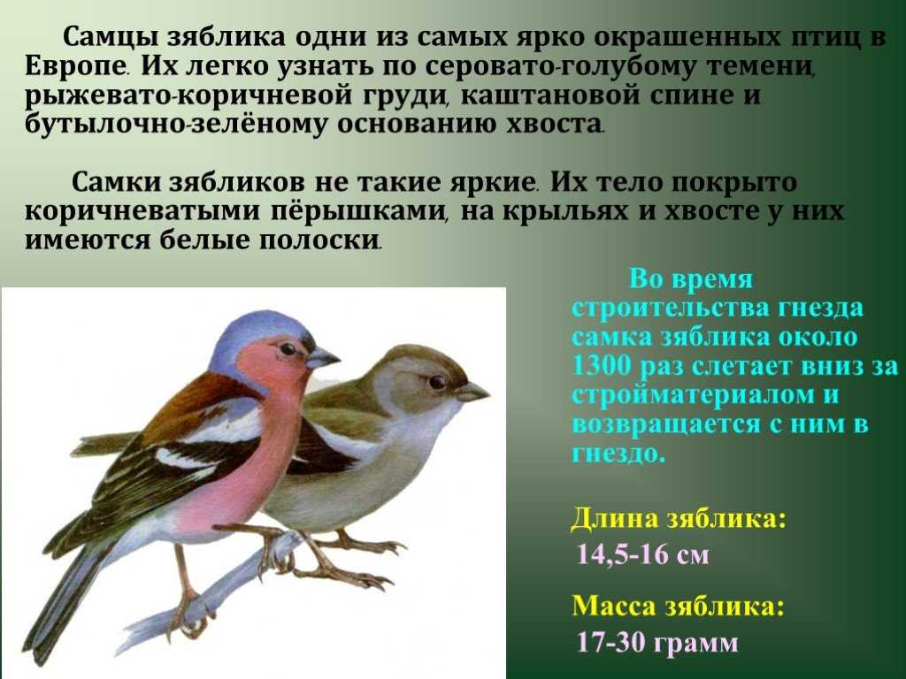 Текст сравнение птиц размер и цвет. Презентация птицы 1 класс. Зяблик птица. Доклад про птиц. Как размножаются зяблики.