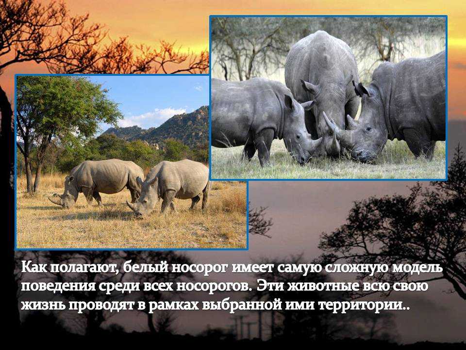 Белый носорог сколько осталось. Носорог. Белый носорог где обитает. Носорог доклад. Сообщение о носороге.