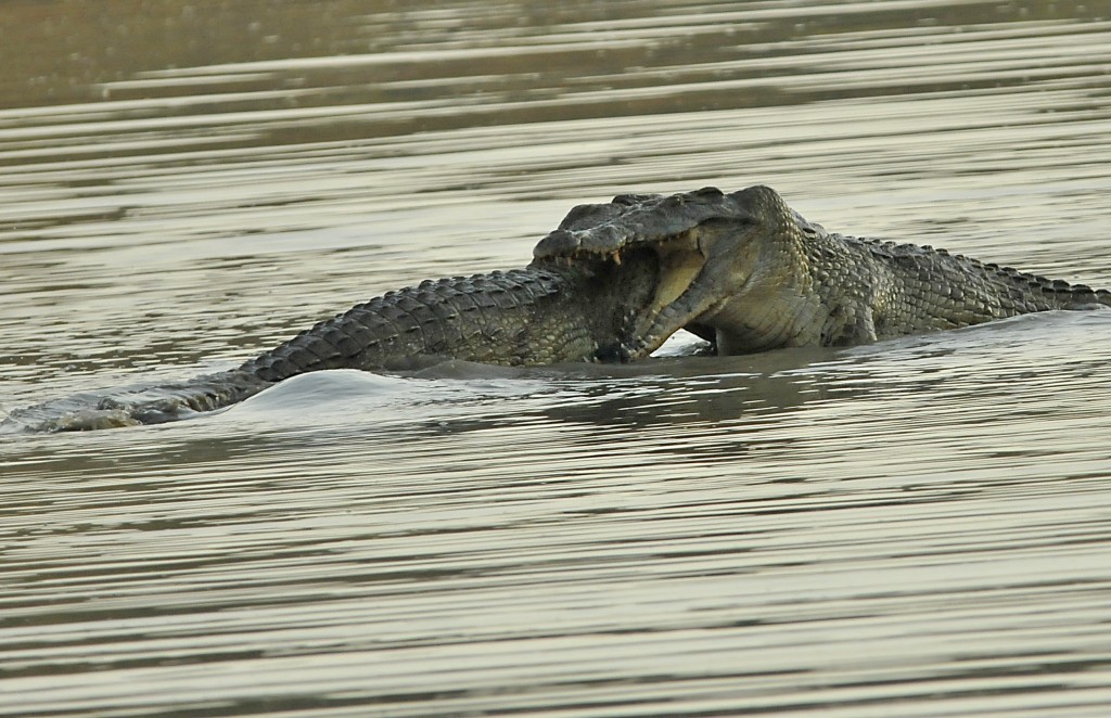 Схватка крокодилов. Нильский крокодил. Нильский крокодил детеныш. Самка нильского крокодила. Нильский Варан.