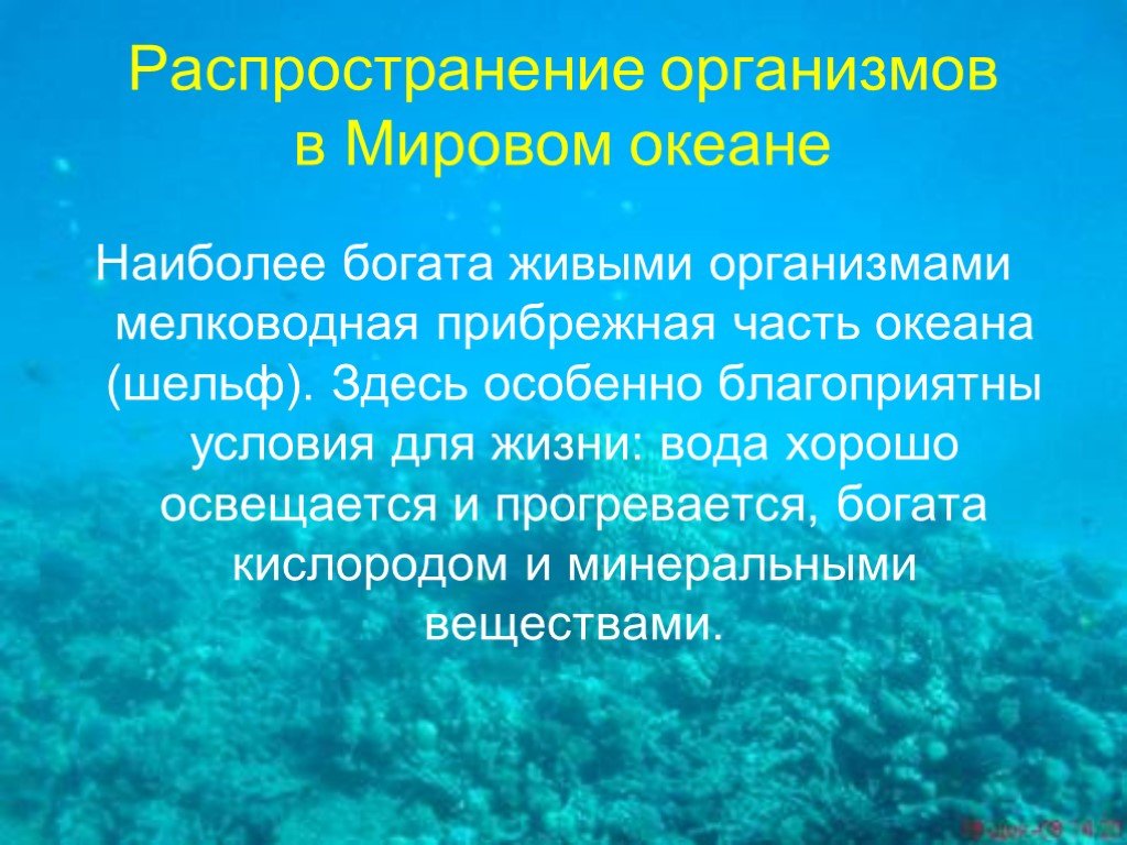 Распространение организмов. Презентация на тему жизнь в океане. Сообщение жизнь в океане. Распределение жизни в океане. Интересные факты о мировом океане.