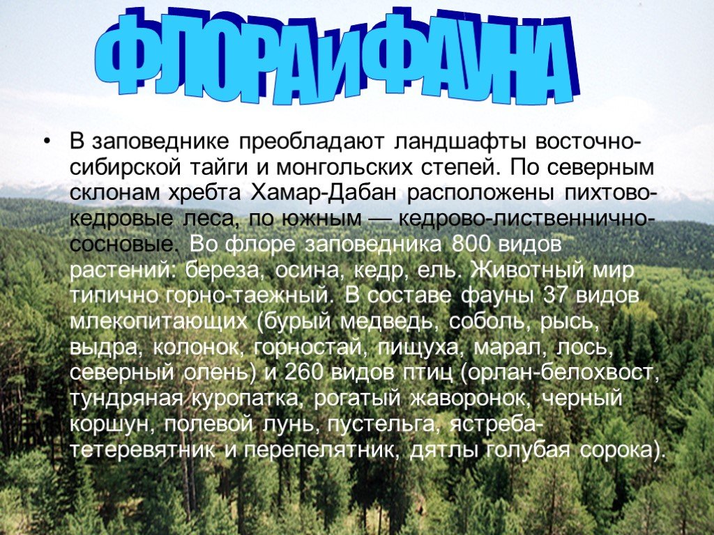 Заповедники сибири байкальский заповедник. Заповедники тайги. Заповедники таежной зоны. Заповедники в зоне тайги. Сообщение о заповеднике Сибири.