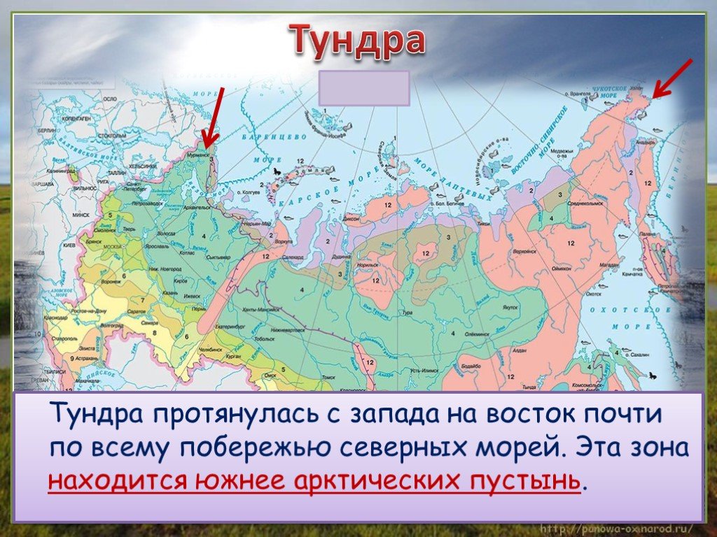 Зона тундры расположена между зоной и зоной. Где расположена тундра на карте. Зона арктических пустынь 4 класс окружающий мир на карте. Где располагается тундра в России на карте. Тундра на карте России.