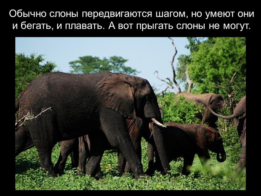 Слон какая природная зона. Сообщение о индийском слоне. Слоны умеют бегать. Что умеет слон. Слоны умеют бегать и плавать.