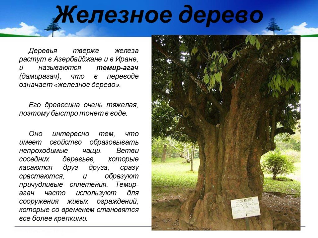 Дерево с какого языка