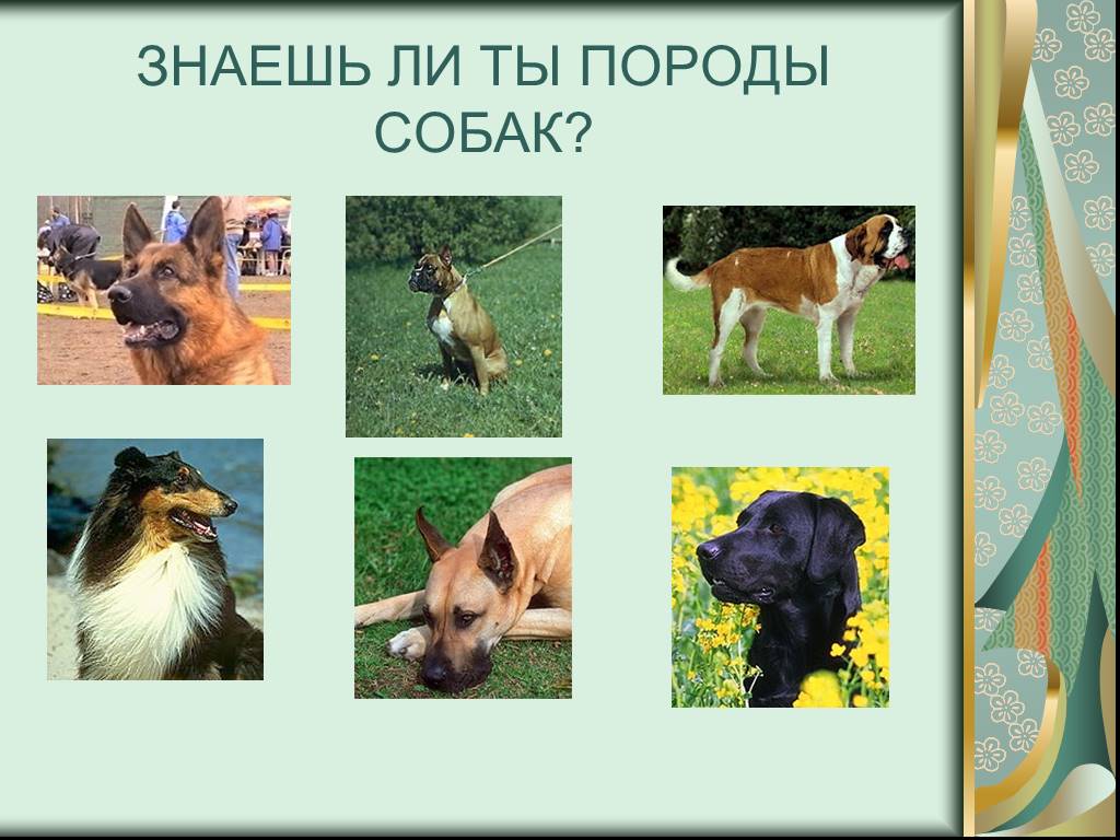 Знаешь породу. Породы собак знаешь. Какие породы собак ты знаешь. Что вы знаете о породах собак. Я знаю породы собак картинки.