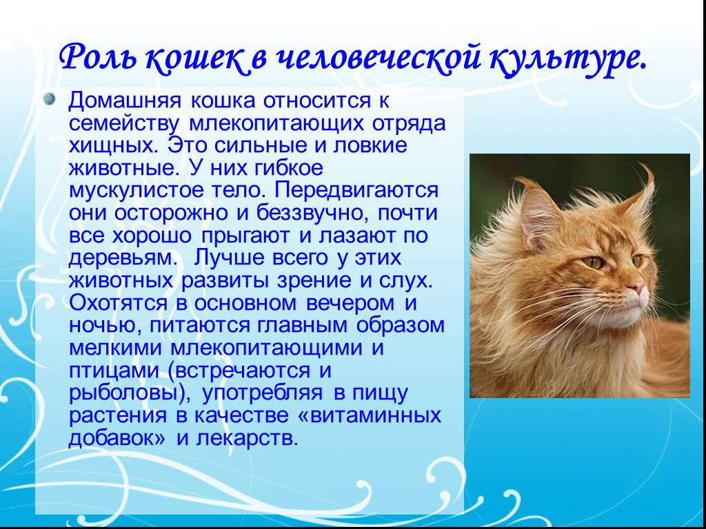 9 качеств кошки. Рассказ про домашнюю кошку. Кошка описание животного. Роль кошек. Описание домашней кошки.