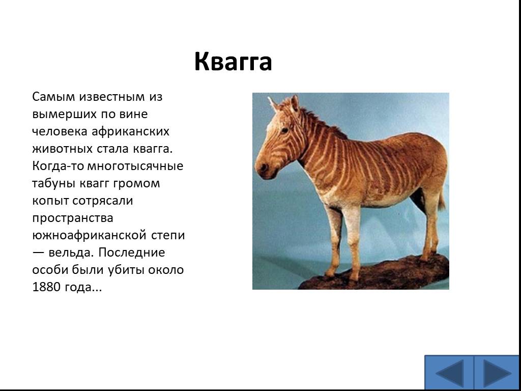 Животные доклад 5 класс. Зебра квагга причина исчезновения. Квагга скелет. Зебра квагга красная книга краткое описание. Квагга вымершее животное.