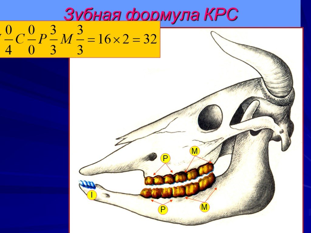 Гетеродонтная зубная система есть у льва. Зубная формула крупного рогатого скота. Зубные формулы жвачных животных. Зубные системы животных.