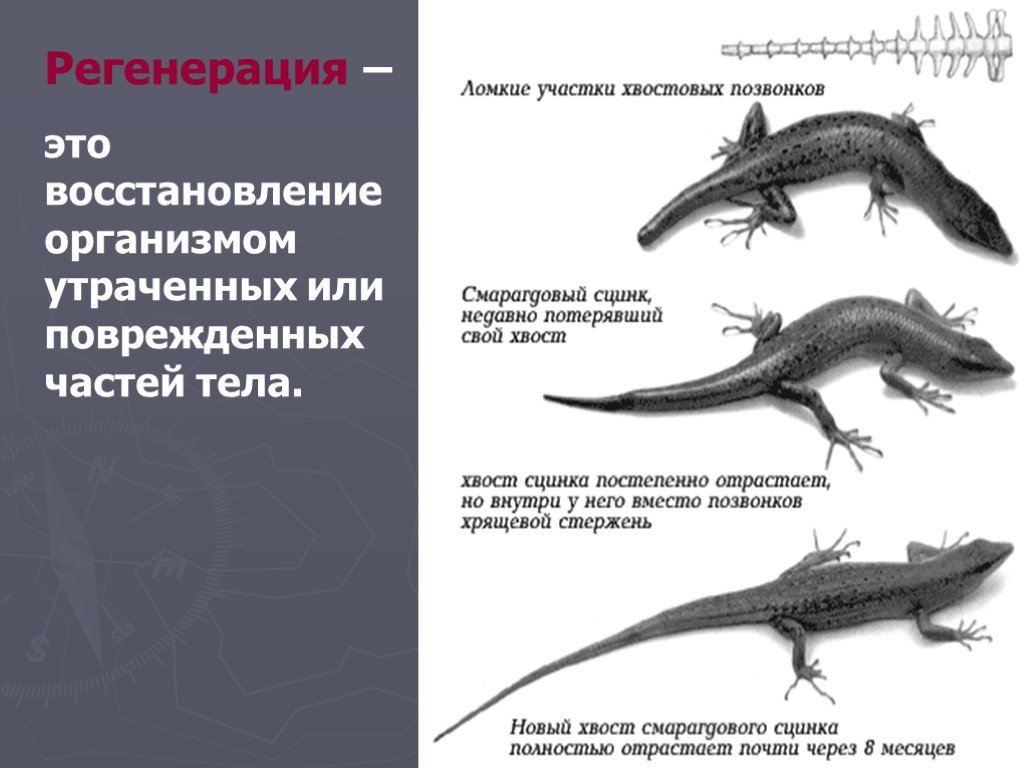 Для чего необходима регенерация ящерицам. Регенерация у животных. Регенерация пресмыкающихся. Регенерация у рептилий. Физиологическая регенерация у животных.