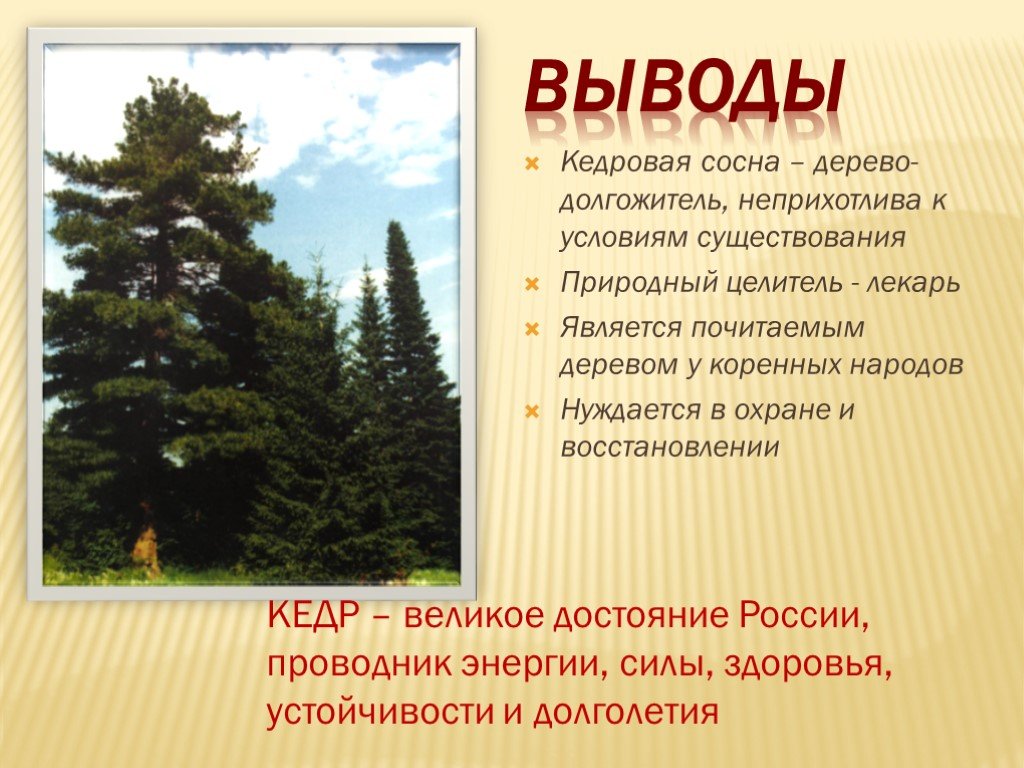 Сосна вывод. Сибирский кедр презентация. Информация про кедр. Сообщение о кедре. Древесина кедра презентация.