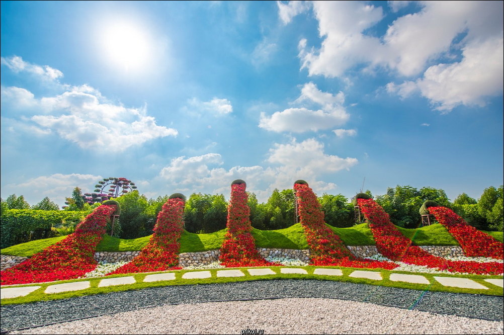 Сад чудес вов. Сад чудес в Дубае. Сад чудес (Miracle Garden). Miracle Garden Дубай. Парк цветов Miracle Garden.