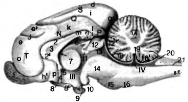 Мозг кота. Сагиттальный разрез головного мозга лошади. Строение головного мозга кошки. Цистерны головного мозга собаки. Кошачий мозг в разрезе.