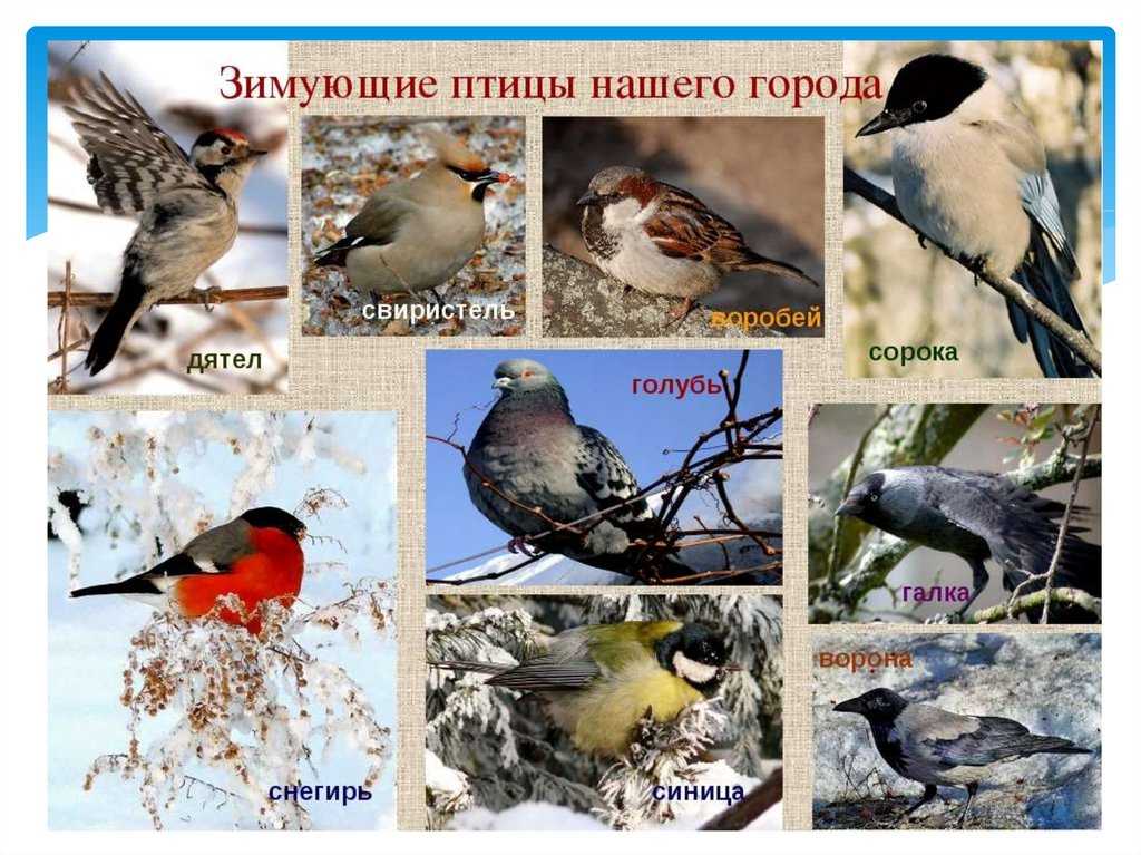 Перелетные птицы татарстана. Зимующие птицы. Зимние птицы названия. Зимующие птицы в городе. Какие птицы зимуют.