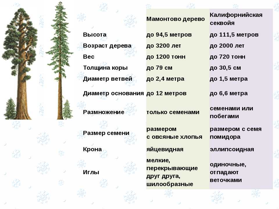 Сколько метров дерево. Продолжительность жизни хвойных деревьев. Высота дерева. Высота деревьев таблица. Деревья по высоте.