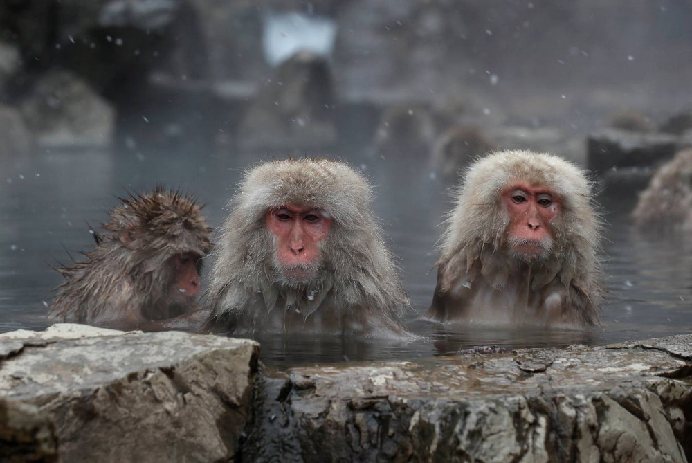 Группа обезьяны в теплой воде слушать. Парк Джигокудани Япония. Макаки в горячих источниках в Японии. Парк снежных обезьян Джигокудани. Снежные макаки Японии.