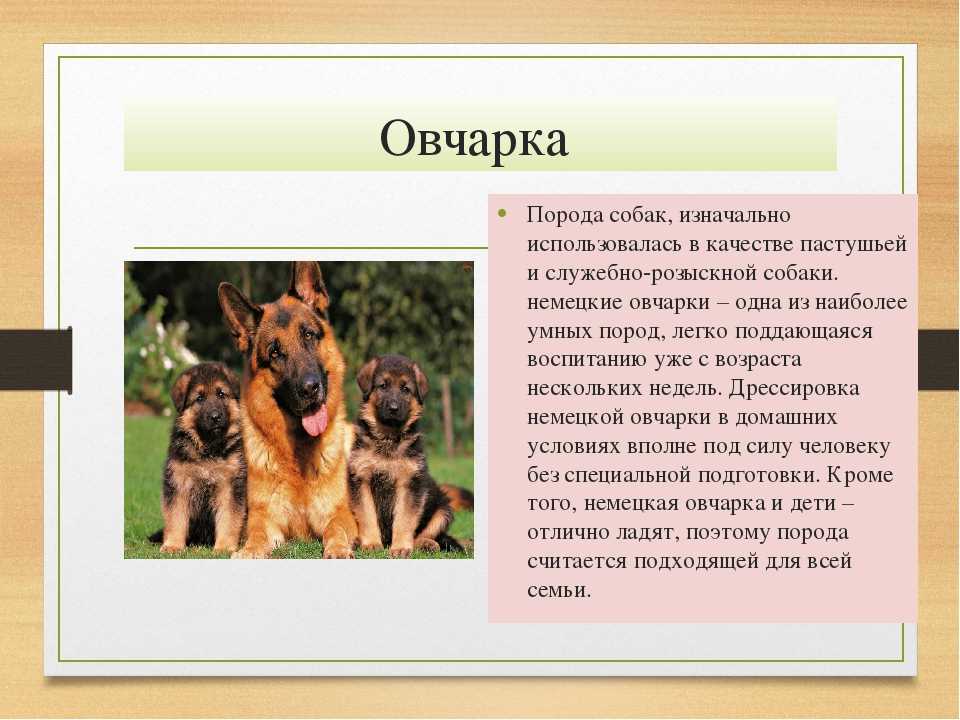 Собаки какой класс. Описание собаки. Породы собак презентация. Собака для презентации. Рассказ о породе собак.